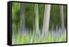 Abstract artistic blur of trees and lupine blossoms. USA, Wisconsin.-Brenda Tharp-Framed Stretched Canvas