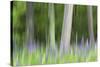 Abstract artistic blur of trees and lupine blossoms. USA, Wisconsin.-Brenda Tharp-Stretched Canvas