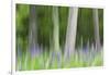Abstract artistic blur of trees and lupine blossoms. USA, Wisconsin.-Brenda Tharp-Framed Photographic Print