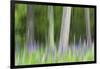 Abstract artistic blur of trees and lupine blossoms. USA, Wisconsin.-Brenda Tharp-Framed Photographic Print