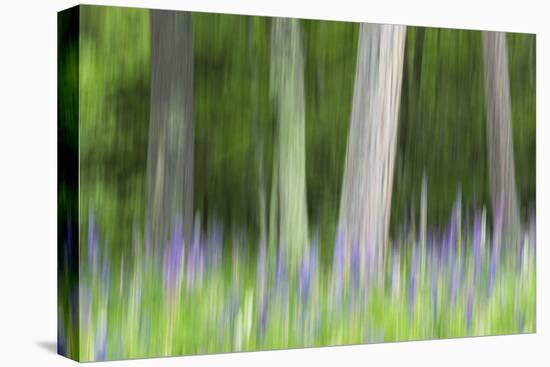 Abstract artistic blur of trees and lupine blossoms. USA, Wisconsin.-Brenda Tharp-Stretched Canvas