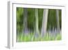 Abstract artistic blur of trees and lupine blossoms. USA, Wisconsin.-Brenda Tharp-Framed Photographic Print