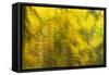 Abstract Autumn in Corkova Uvala, Forest with Silver Fir, European Beech and Spruce Trees, Croatia-Biancarelli-Framed Stretched Canvas