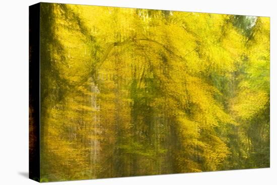 Abstract Autumn in Corkova Uvala, Forest with Silver Fir, European Beech and Spruce Trees, Croatia-Biancarelli-Stretched Canvas