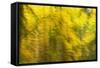 Abstract Autumn in Corkova Uvala, Forest with Silver Fir, European Beech and Spruce Trees, Croatia-Biancarelli-Framed Stretched Canvas