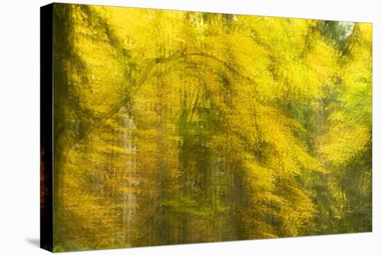 Abstract Autumn in Corkova Uvala, Forest with Silver Fir, European Beech and Spruce Trees, Croatia-Biancarelli-Stretched Canvas