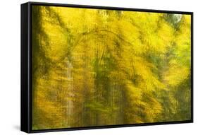 Abstract Autumn in Corkova Uvala, Forest with Silver Fir, European Beech and Spruce Trees, Croatia-Biancarelli-Framed Stretched Canvas