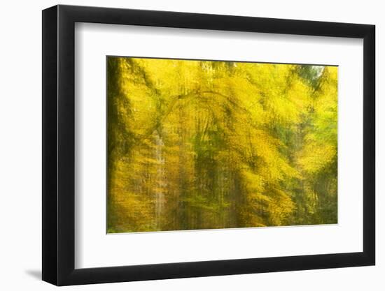 Abstract Autumn in Corkova Uvala, Forest with Silver Fir, European Beech and Spruce Trees, Croatia-Biancarelli-Framed Premium Photographic Print