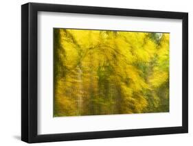 Abstract Autumn in Corkova Uvala, Forest with Silver Fir, European Beech and Spruce Trees, Croatia-Biancarelli-Framed Premium Photographic Print