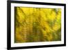 Abstract Autumn in Corkova Uvala, Forest with Silver Fir, European Beech and Spruce Trees, Croatia-Biancarelli-Framed Photographic Print