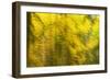 Abstract Autumn in Corkova Uvala, Forest with Silver Fir, European Beech and Spruce Trees, Croatia-Biancarelli-Framed Photographic Print