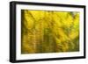 Abstract Autumn in Corkova Uvala, Forest with Silver Fir, European Beech and Spruce Trees, Croatia-Biancarelli-Framed Photographic Print