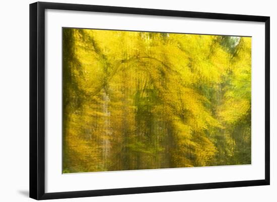 Abstract Autumn in Corkova Uvala, Forest with Silver Fir, European Beech and Spruce Trees, Croatia-Biancarelli-Framed Photographic Print