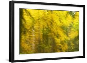 Abstract Autumn in Corkova Uvala, Forest with Silver Fir, European Beech and Spruce Trees, Croatia-Biancarelli-Framed Photographic Print