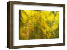 Abstract Autumn in Corkova Uvala, Forest with Silver Fir, European Beech and Spruce Trees, Croatia-Biancarelli-Framed Photographic Print