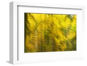 Abstract Autumn in Corkova Uvala, Forest with Silver Fir, European Beech and Spruce Trees, Croatia-Biancarelli-Framed Photographic Print