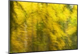 Abstract Autumn in Corkova Uvala, Forest with Silver Fir, European Beech and Spruce Trees, Croatia-Biancarelli-Mounted Photographic Print