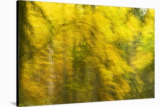 Abstract Autumn in Corkova Uvala, Forest with Silver Fir, European Beech and Spruce Trees, Croatia-Biancarelli-Stretched Canvas