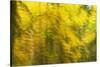 Abstract Autumn in Corkova Uvala, Forest with Silver Fir, European Beech and Spruce Trees, Croatia-Biancarelli-Stretched Canvas