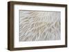 Abstract Background Macro Image of Sajor-Caju Mushroom-lamyai-Framed Photographic Print