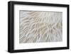 Abstract Background Macro Image of Sajor-Caju Mushroom-lamyai-Framed Photographic Print