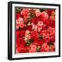 Abstract Background of Flowers. Close-Up.-Gilmanshin-Framed Photographic Print