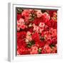 Abstract Background of Flowers. Close-Up.-Gilmanshin-Framed Photographic Print