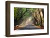 Abstract Background of Route and Journey amidst the Big Tree and Beautiful Nature-bundit jonwises-Framed Photographic Print