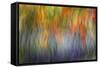 Abstract Blur of Garden Colors, Canada-Jaynes Gallery-Framed Stretched Canvas