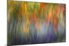 Abstract Blur of Garden Colors, Canada-Jaynes Gallery-Mounted Photographic Print