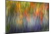 Abstract Blur of Garden Colors, Canada-Jaynes Gallery-Mounted Photographic Print