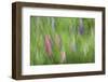 Abstract Blur of Garden Colors, Canada-Jaynes Gallery-Framed Photographic Print