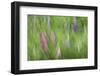 Abstract Blur of Garden Colors, Canada-Jaynes Gallery-Framed Photographic Print