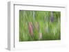 Abstract Blur of Garden Colors, Canada-Jaynes Gallery-Framed Photographic Print