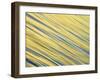 Abstract Blur of Pacific Ocean Water at Dawn, La Jolla, California, USA-Arthur Morris-Framed Photographic Print