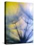 Abstract close-up in yellows and blues of a dandelion seed puff-Stuart Westmorland-Stretched Canvas