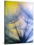 Abstract close-up in yellows and blues of a dandelion seed puff-Stuart Westmorland-Stretched Canvas