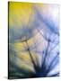 Abstract close-up in yellows and blues of a dandelion seed puff-Stuart Westmorland-Stretched Canvas