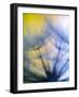 Abstract close-up in yellows and blues of a dandelion seed puff-Stuart Westmorland-Framed Photographic Print