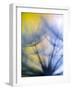 Abstract close-up in yellows and blues of a dandelion seed puff-Stuart Westmorland-Framed Photographic Print