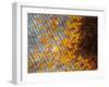 Abstract close-up of butterfly wing scales-Andy Sands-Framed Photographic Print