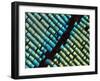 Abstract close-up of butterfly wing scales-Andy Sands-Framed Photographic Print
