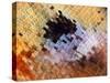Abstract close-up of butterfly wing scales-Andy Sands-Stretched Canvas