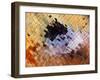 Abstract close-up of butterfly wing scales-Andy Sands-Framed Photographic Print