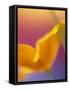 Abstract Close-up of Poppy Flower-Steve Satushek-Framed Stretched Canvas