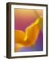 Abstract Close-up of Poppy Flower-Steve Satushek-Framed Photographic Print