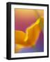 Abstract Close-up of Poppy Flower-Steve Satushek-Framed Photographic Print