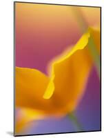 Abstract Close-up of Poppy Flower-Steve Satushek-Mounted Photographic Print