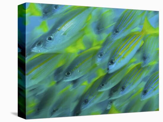 Abstract Close-Up of Snapper Fish, Raja Ampat, Papua, Indonesia-Jones-Shimlock-Stretched Canvas