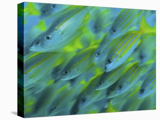 Abstract Close-Up of Snapper Fish, Raja Ampat, Papua, Indonesia-Jones-Shimlock-Stretched Canvas